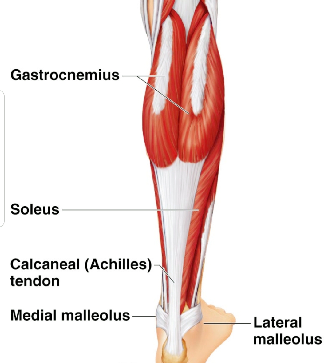 calf muscle anatomy